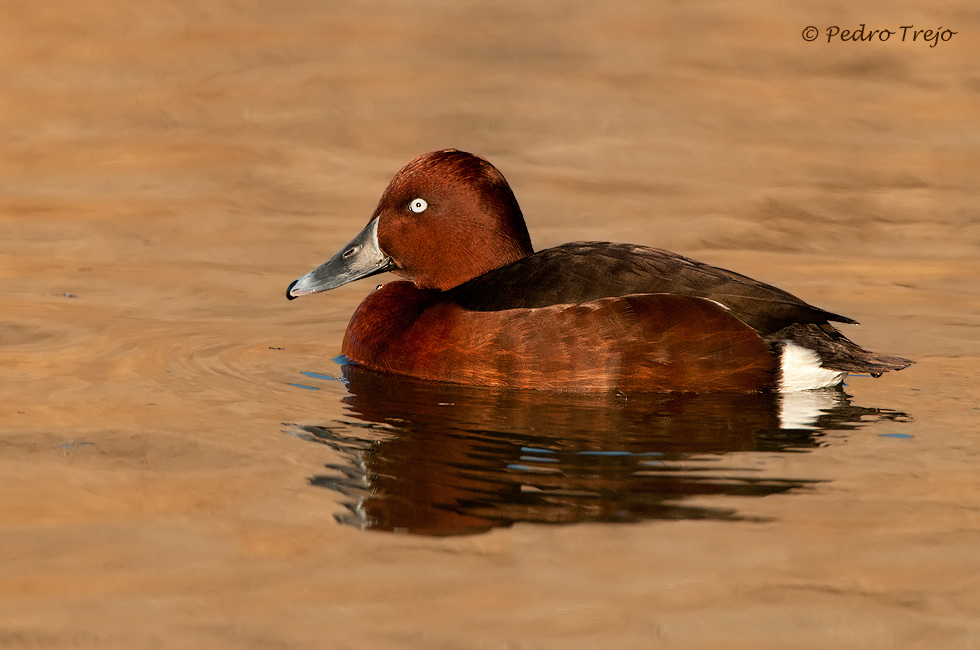 Porrón pardo (Aythya nyroca)